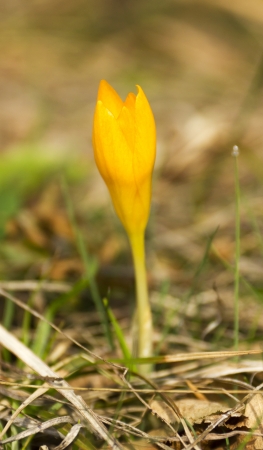 Beautiful flowers of yellow crocusの写真素材