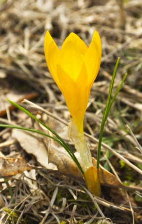 Beautiful flowers of yellow crocusの写真素材