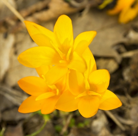 Beautiful flowers of yellow crocusの写真素材