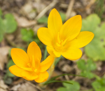 Beautiful flowers of yellow crocusの写真素材