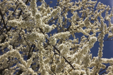 Spring tree with beautiful flowersの写真素材