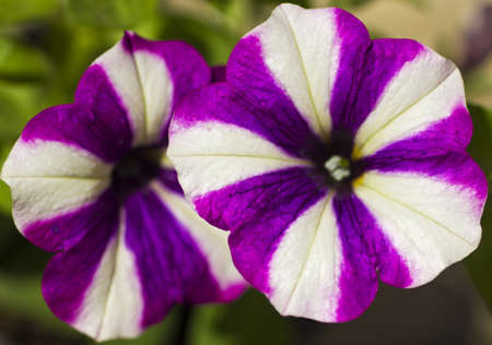 Spring flowersの写真素材