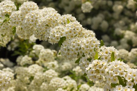 Spring tree with beautiful flowersの写真素材