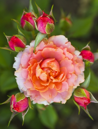 Pink roseの写真素材