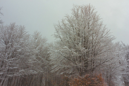 Winter forestの写真素材