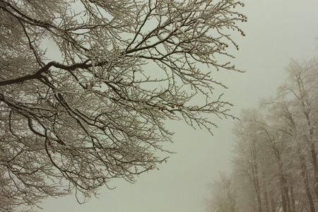 Winter forestの写真素材