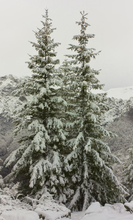 Winter forestの写真素材