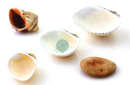 Shells with pearl and Rapana isolated on whiteの写真素材