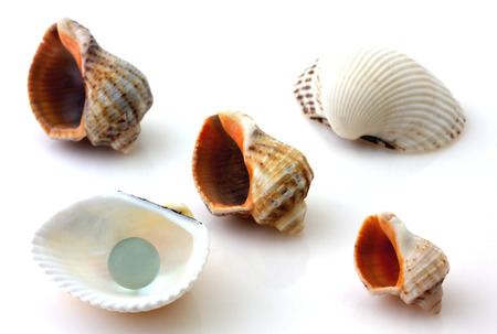 Shells with pearl and Rapana isolated on white