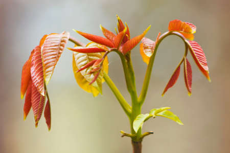 Fresh spring leafsの写真素材