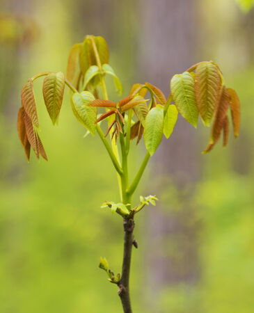 Fresh spring leafsの写真素材