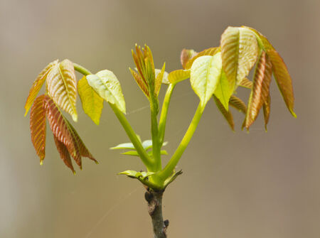 Fresh spring leafsの写真素材
