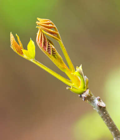 Fresh spring leafsの写真素材