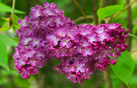 Beautiful Lilac flowers