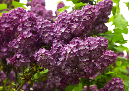 Beautiful Lilac flowersの写真素材