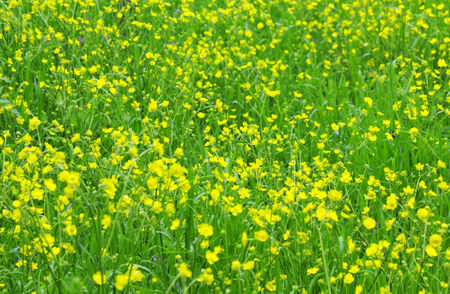 Fresh green field and yellow flowersの写真素材