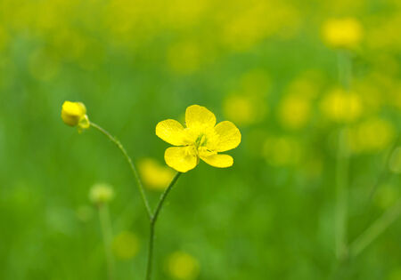 Yellow flowers and fresh green fieldの写真素材