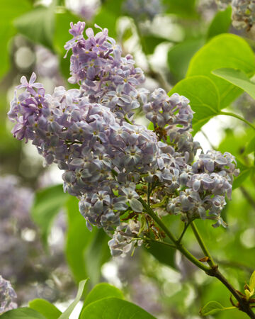Beautiful Lilac flowersの写真素材