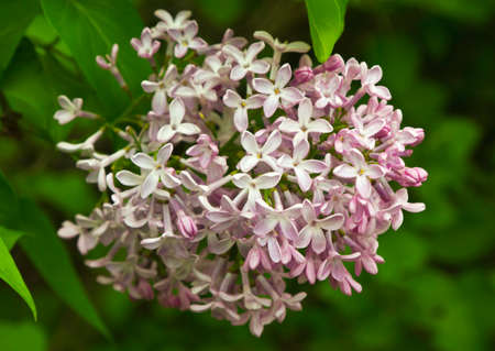 Beautiful Lilac flowersの写真素材