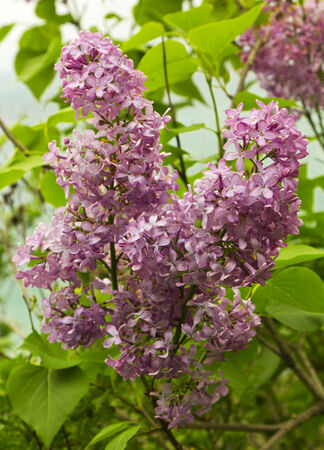 Beautiful Lilac flowersの写真素材