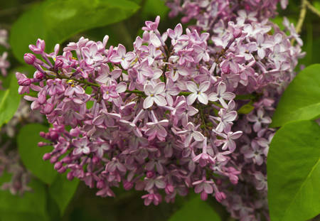 Beautiful Lilac flowersの写真素材