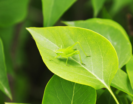 Grasshopper on a green leafの写真素材
