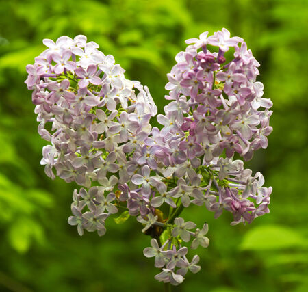 Beautiful Lilac flowersの写真素材