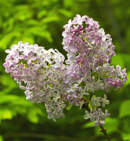 Beautiful Lilac flowersの写真素材