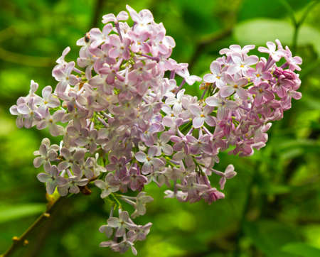 Beautiful Lilac flowersの写真素材