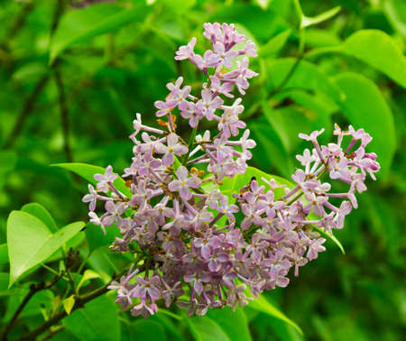 Beautiful Lilac flowersの写真素材