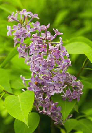Beautiful Lilac flowersの写真素材