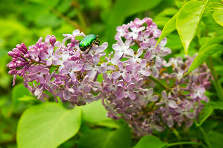 Beautiful Lilac flowersの写真素材