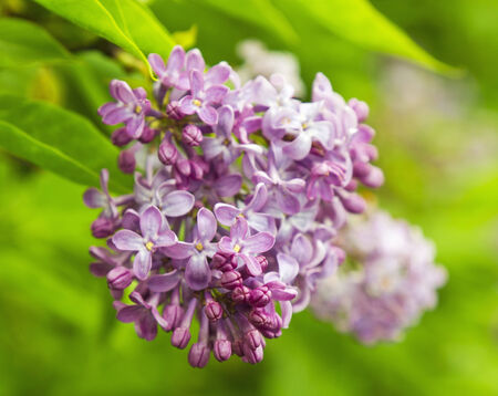 Beautiful Lilac flowersの写真素材