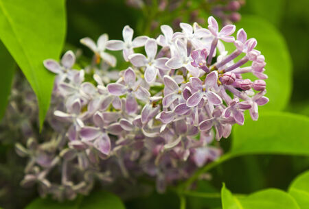 Beautiful Lilac flowersの写真素材