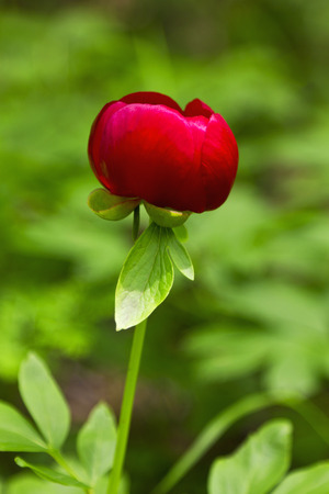 Red Peony flowerの写真素材