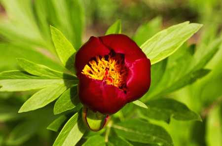 Red Peony flowerの写真素材