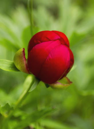 Red Peony flowerの写真素材