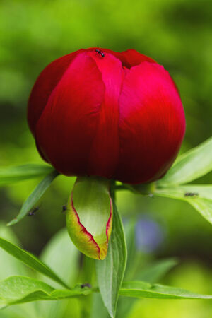 Red Peony flowerの写真素材