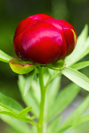 Red Peony flowerの写真素材