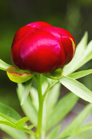 Red Peony flowerの写真素材