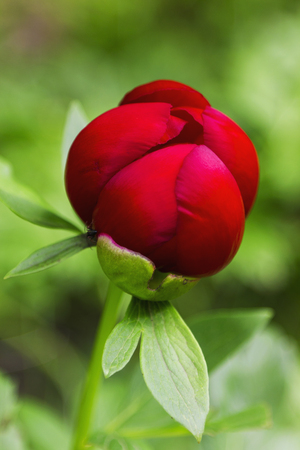 Red Peony flowerの写真素材