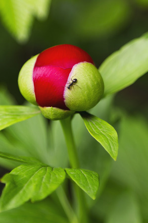 Red Peony flower with antの写真素材