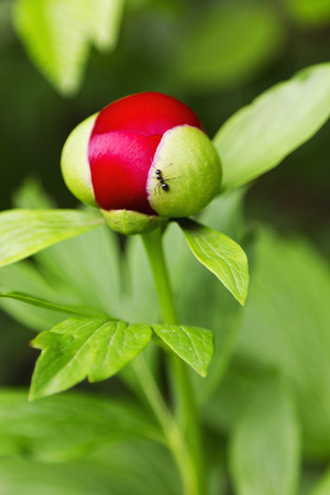 Red Peony flower with antの写真素材