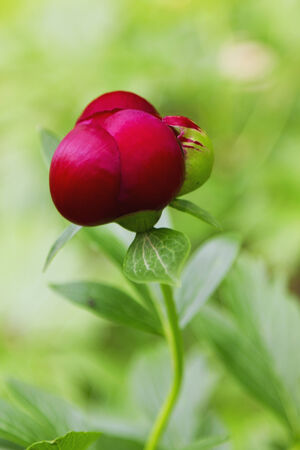 Red Peony flowerの写真素材