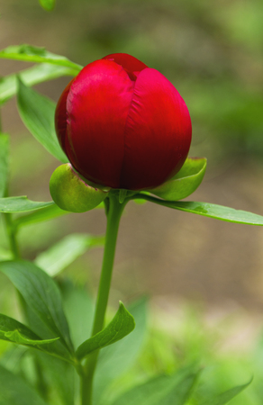 Red Peony flowerの写真素材