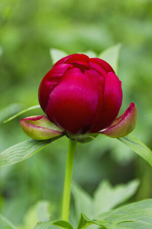 Red Peony flowerの写真素材