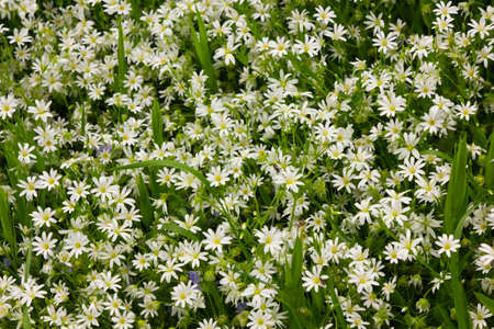 Spring backgroundの写真素材