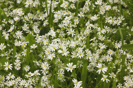 Spring backgroundの写真素材