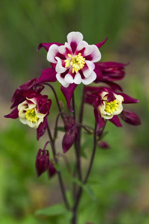 Spring flowerの写真素材