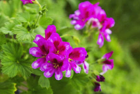 Beautiful Geranium flowerの写真素材